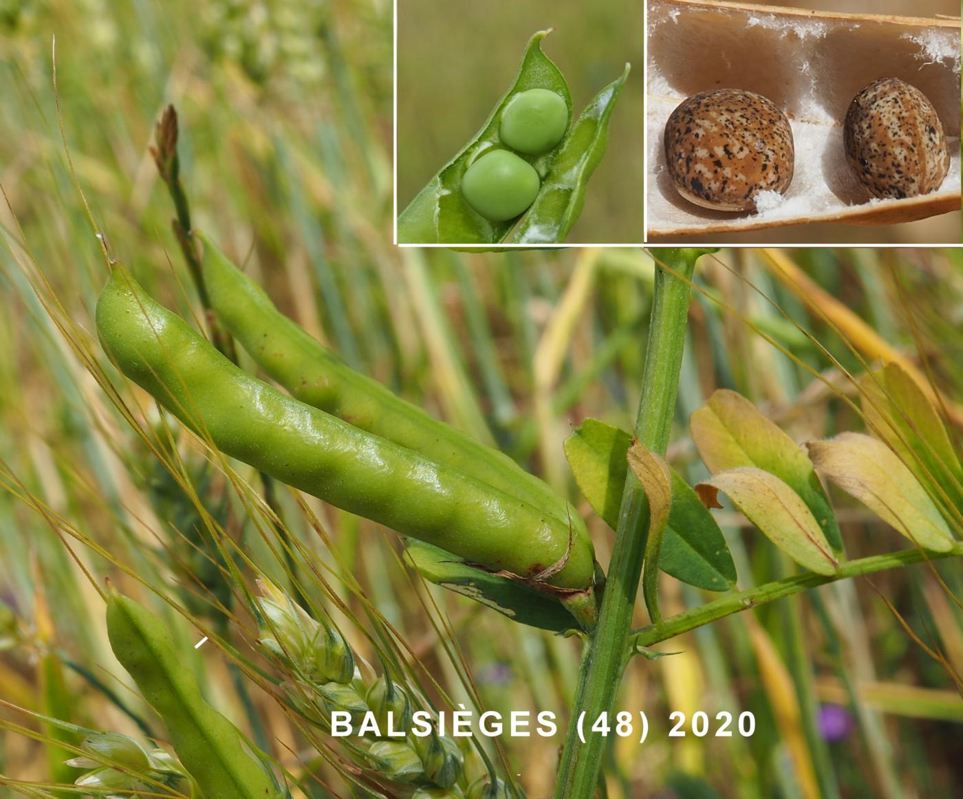 Vetch, Large-seeded fruit